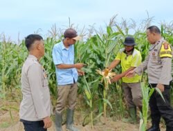 Polsek Firdaus Dukung Ketahanan Pangan Nasional, Panen Jagung Raya di Mei Mendatang