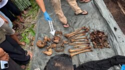 Kerangka Manusia Ditemukan di Dalam Pohon Aren Tumbang di Desa Pematang Ganjang