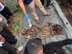 Kerangka Manusia Ditemukan di Dalam Pohon Aren Tumbang di Desa Pematang Ganjang